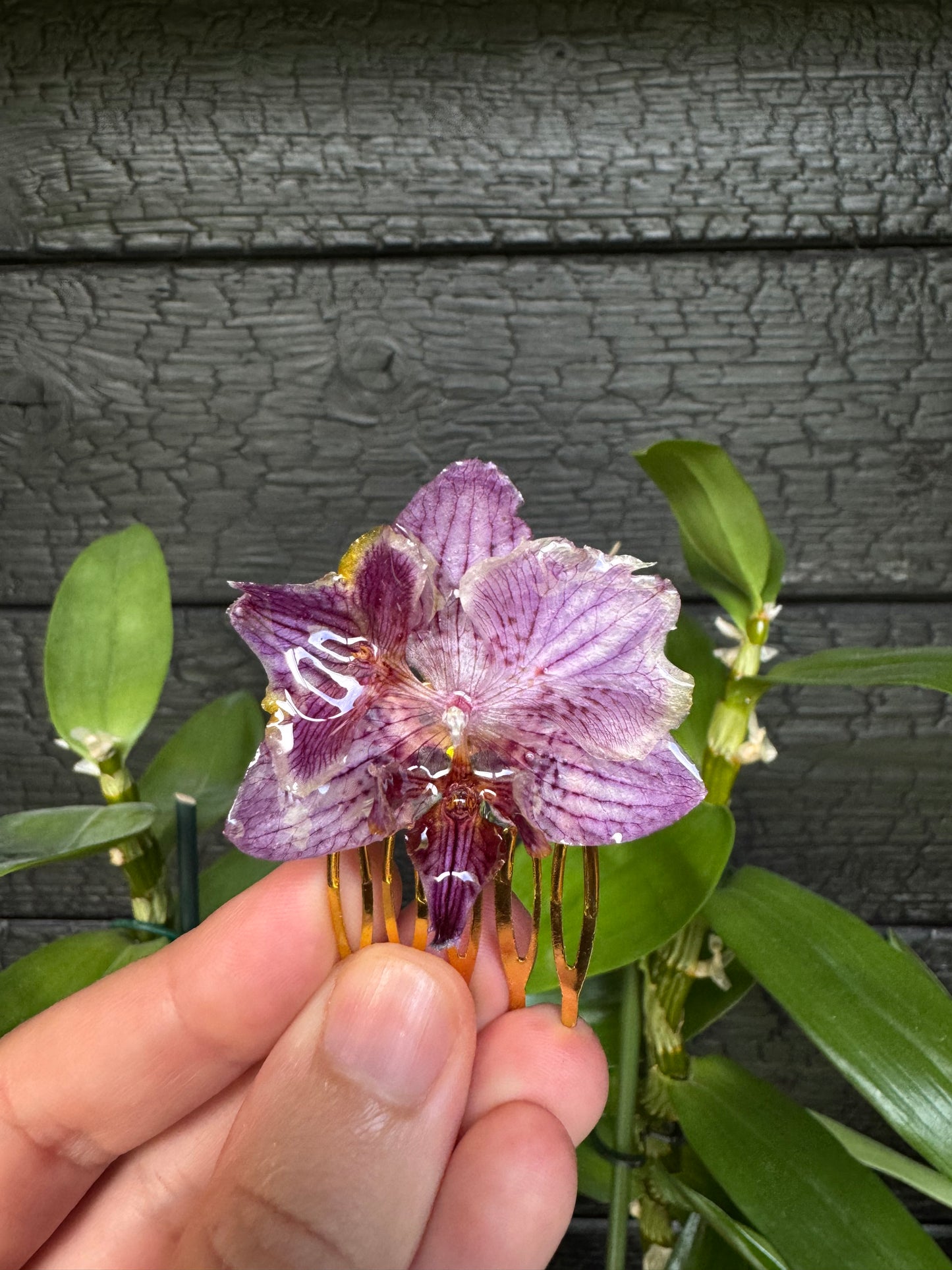 Rare orchid hair comb