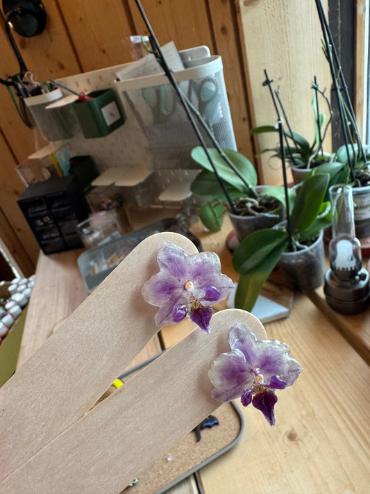 Real orchid stud earrings White and purple flower SYLLIA