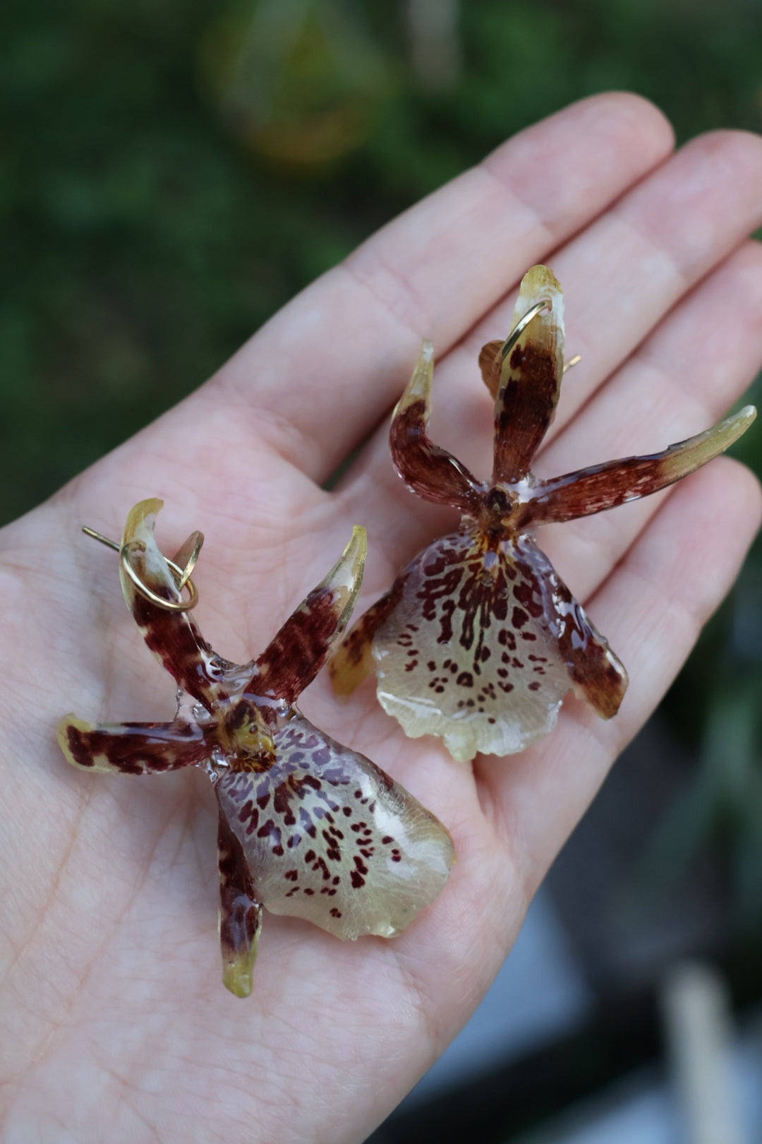 Brassia orchid stud earrings