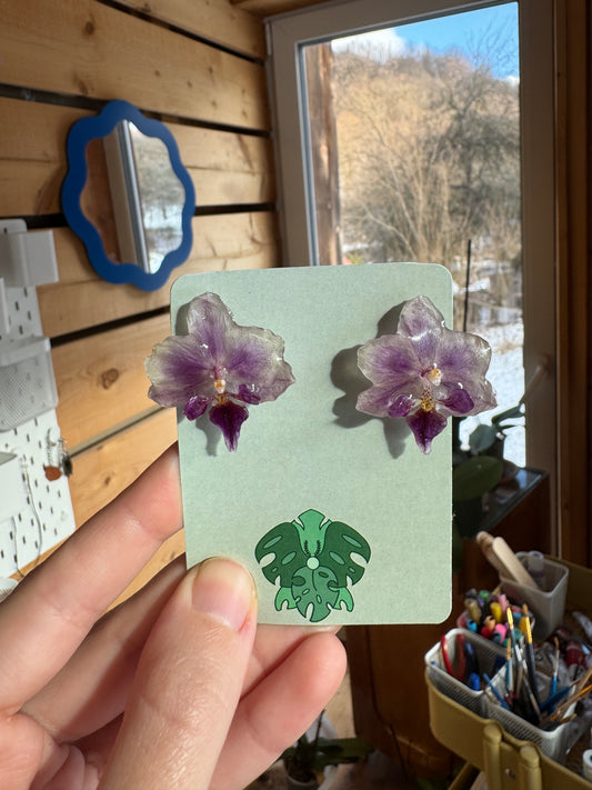 Real orchid stud earrings White and purple flower