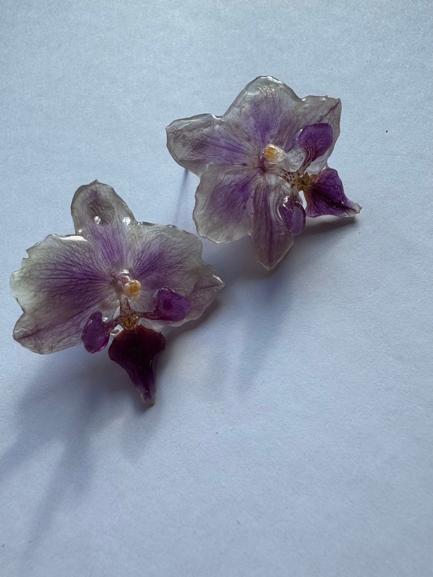 Real orchid stud earrings White and purple flower