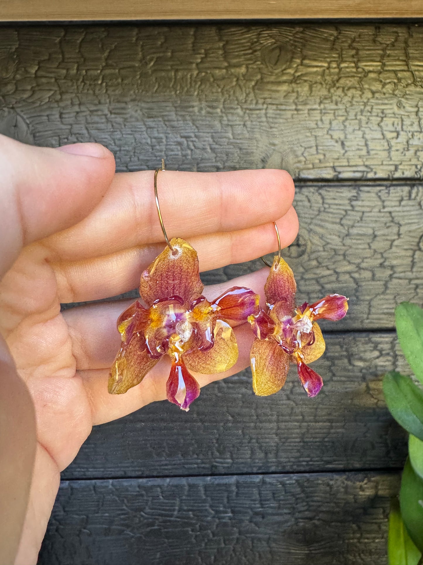 Peloric sunset orchid hoops