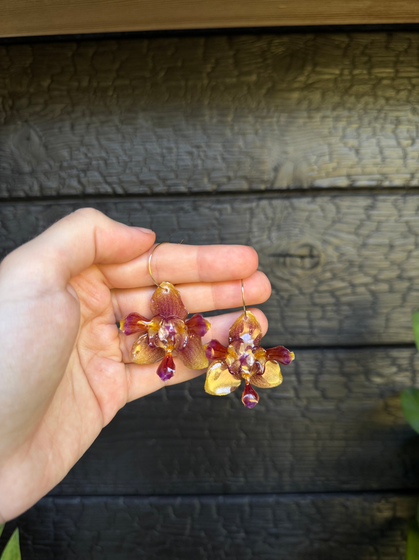 Peloric sunset orchid hoops