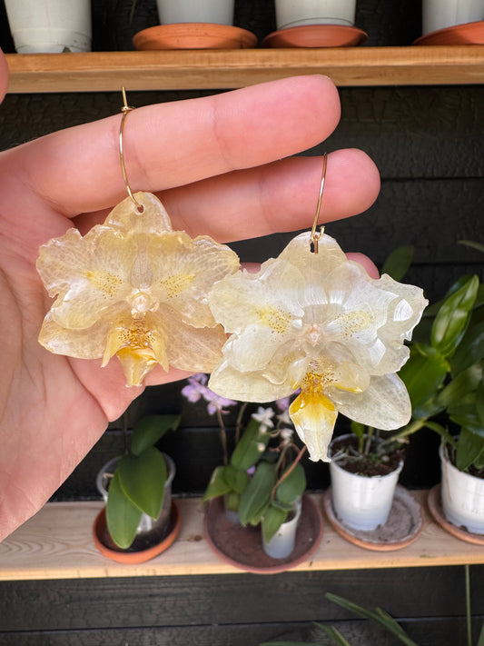 Orchid hoops yellow