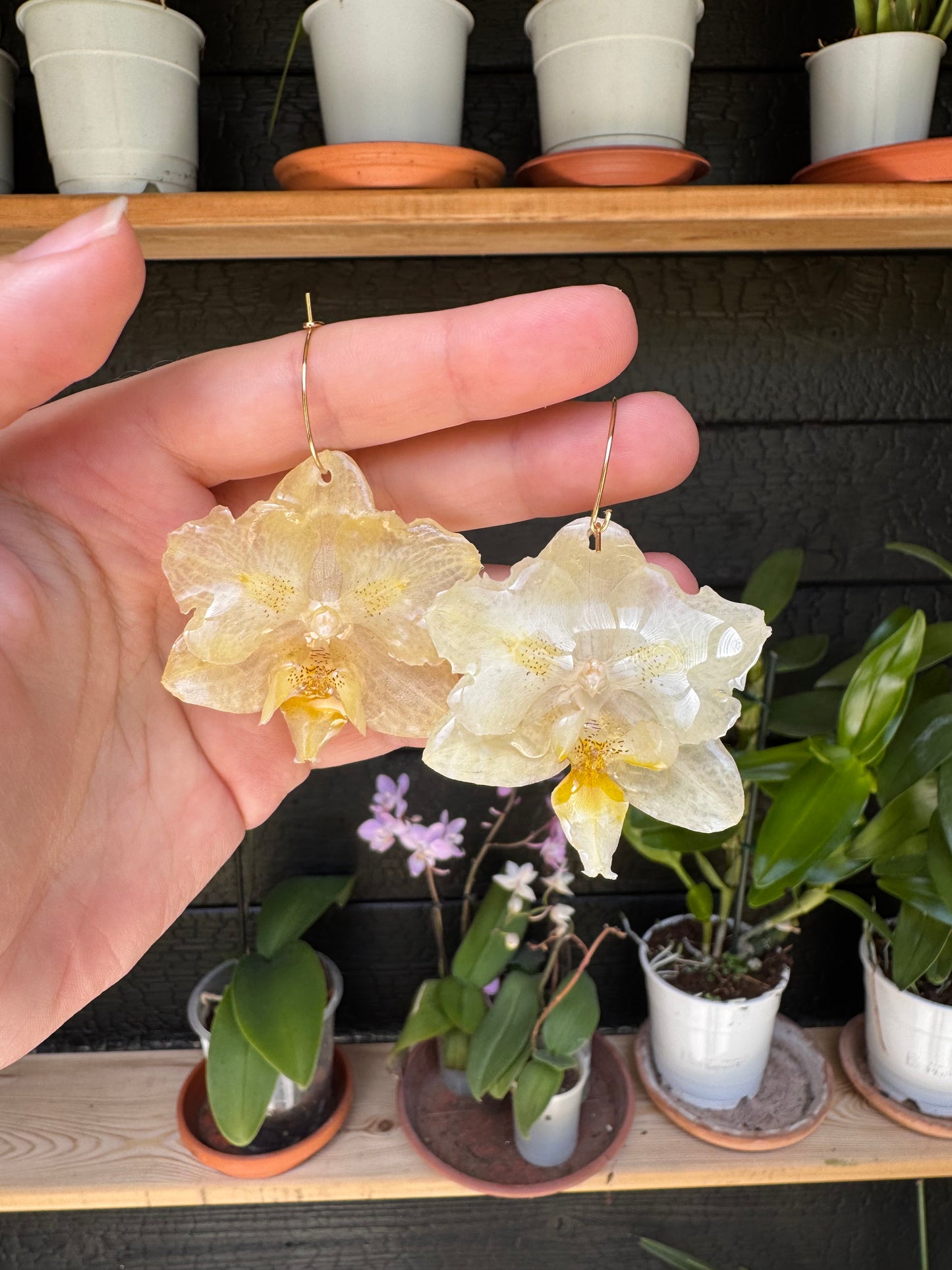 Orchid hoops yellow