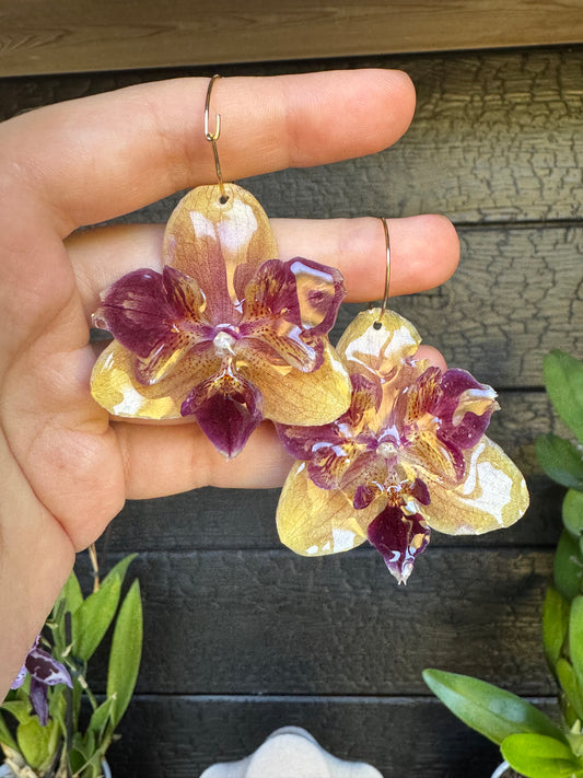 Rare Peloric orchid hoops