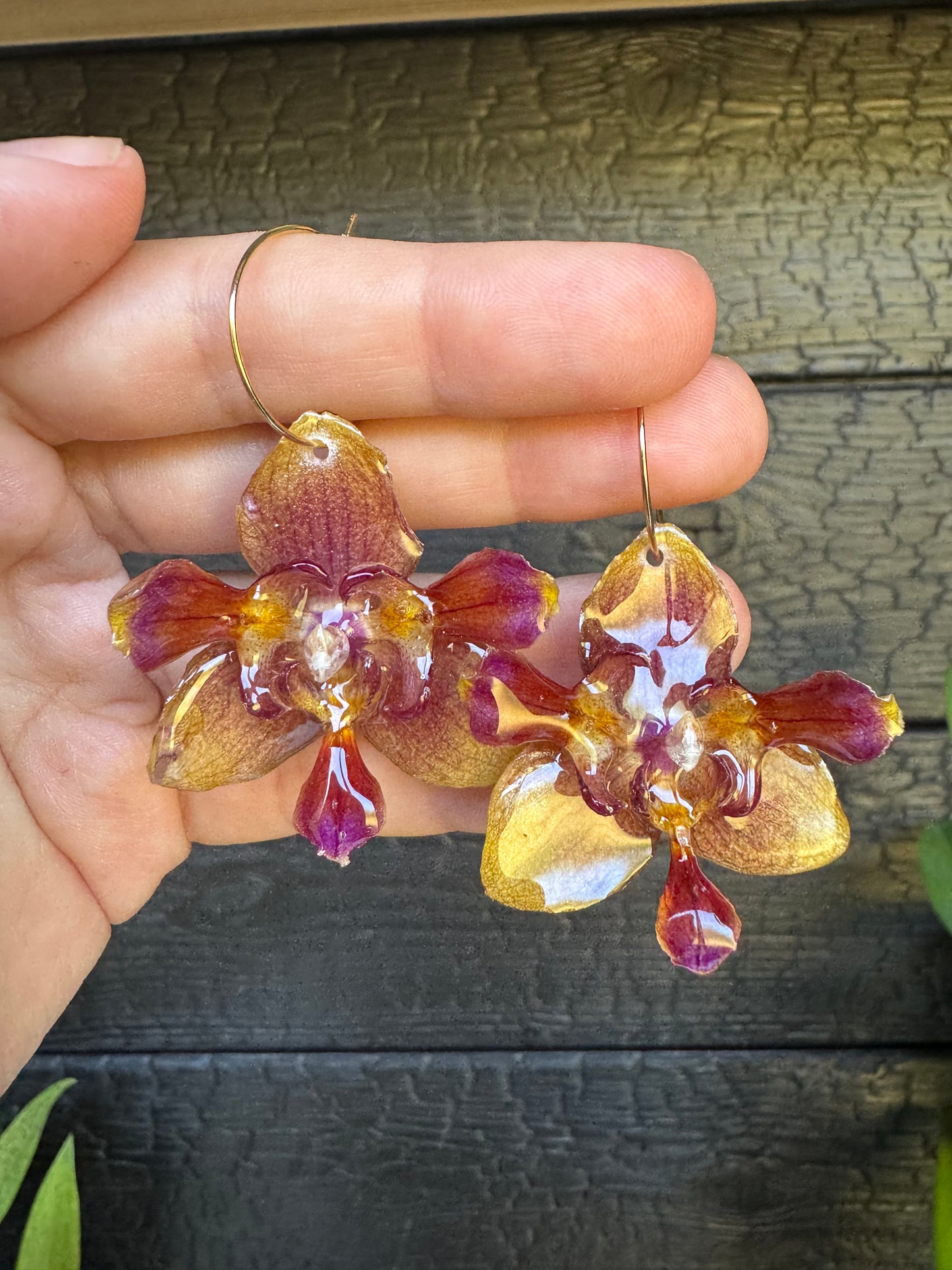 Peloric sunset orchid hoops