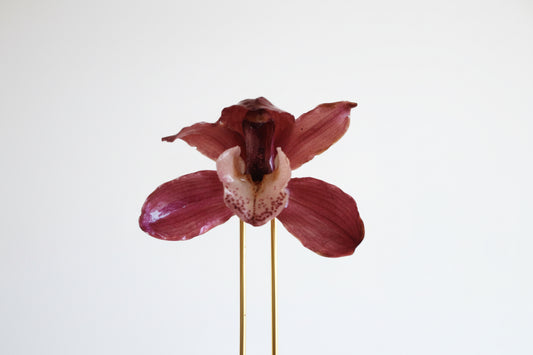 Cymbidium orchid hairpin SYLLIA