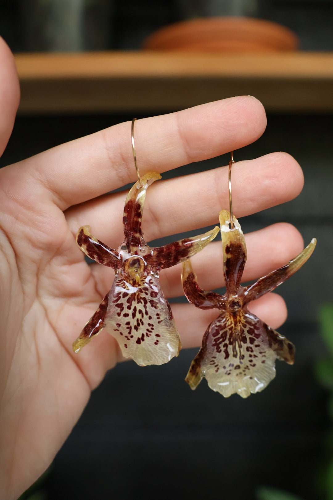 Brassia orchid hoops