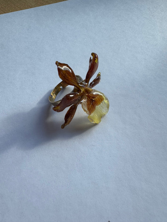 Real orchid ring Brown flower petal