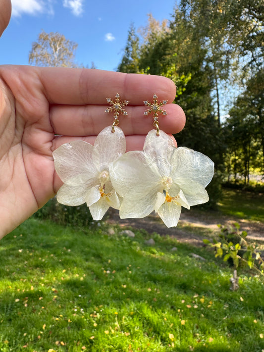 Real White Christmas Orchid Earrings – Handmade Botanical Jewelry, Elegant Winter Flower Earrings